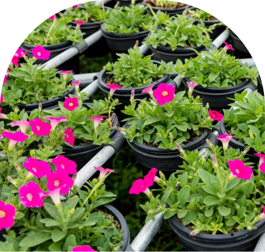 Flowering plants at Sathya Agro Nursery