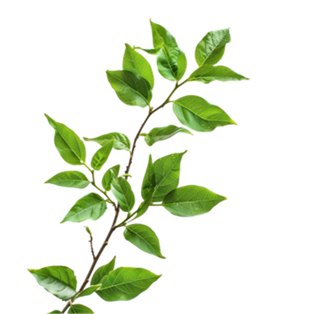 Fresh and healthy plants