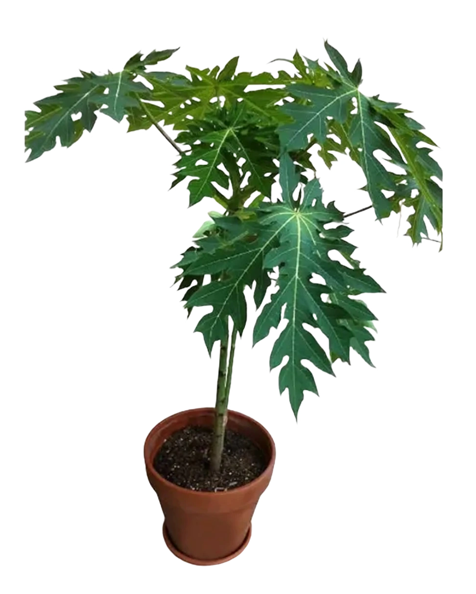 Outdoor plants