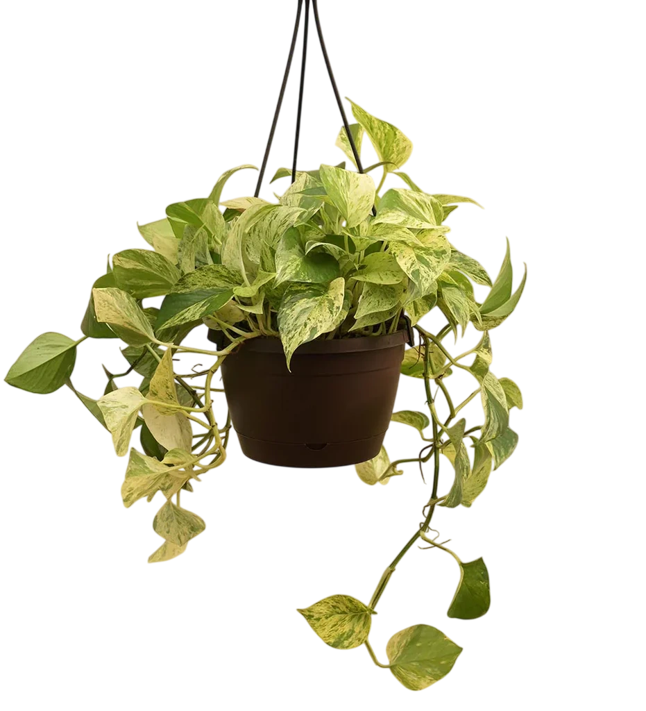 Indoor plants